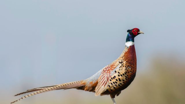 Pheasants