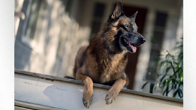 E Dog 06142024