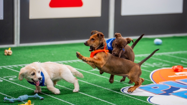 E Puppybowl 020625