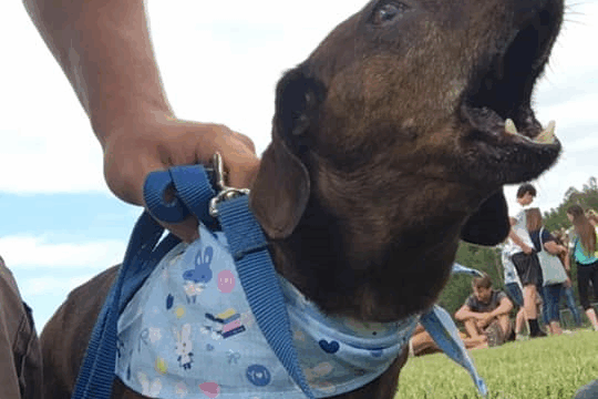 Weiner dog races 2019