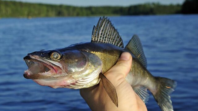 Walleye