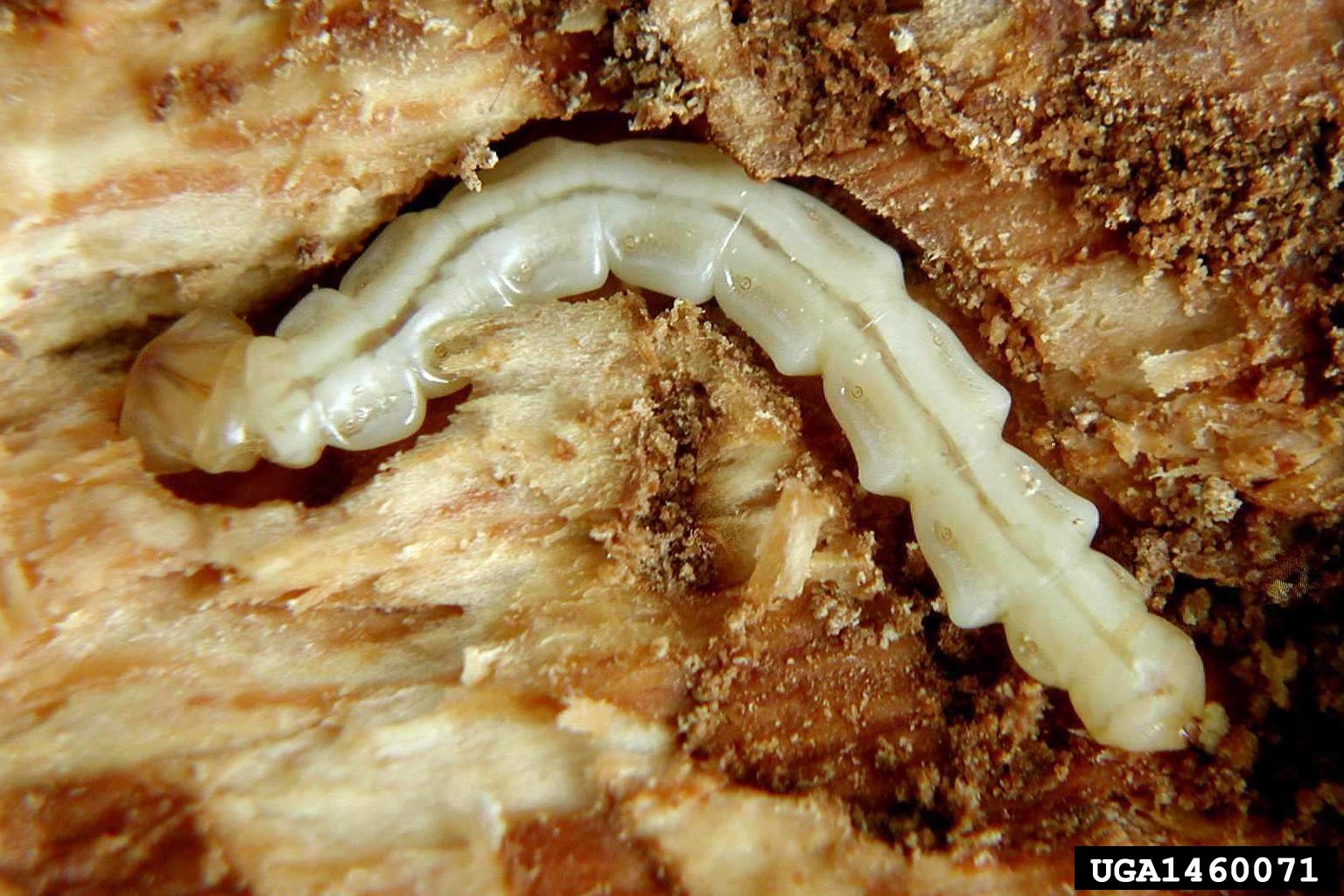 Emerald Ash Borer